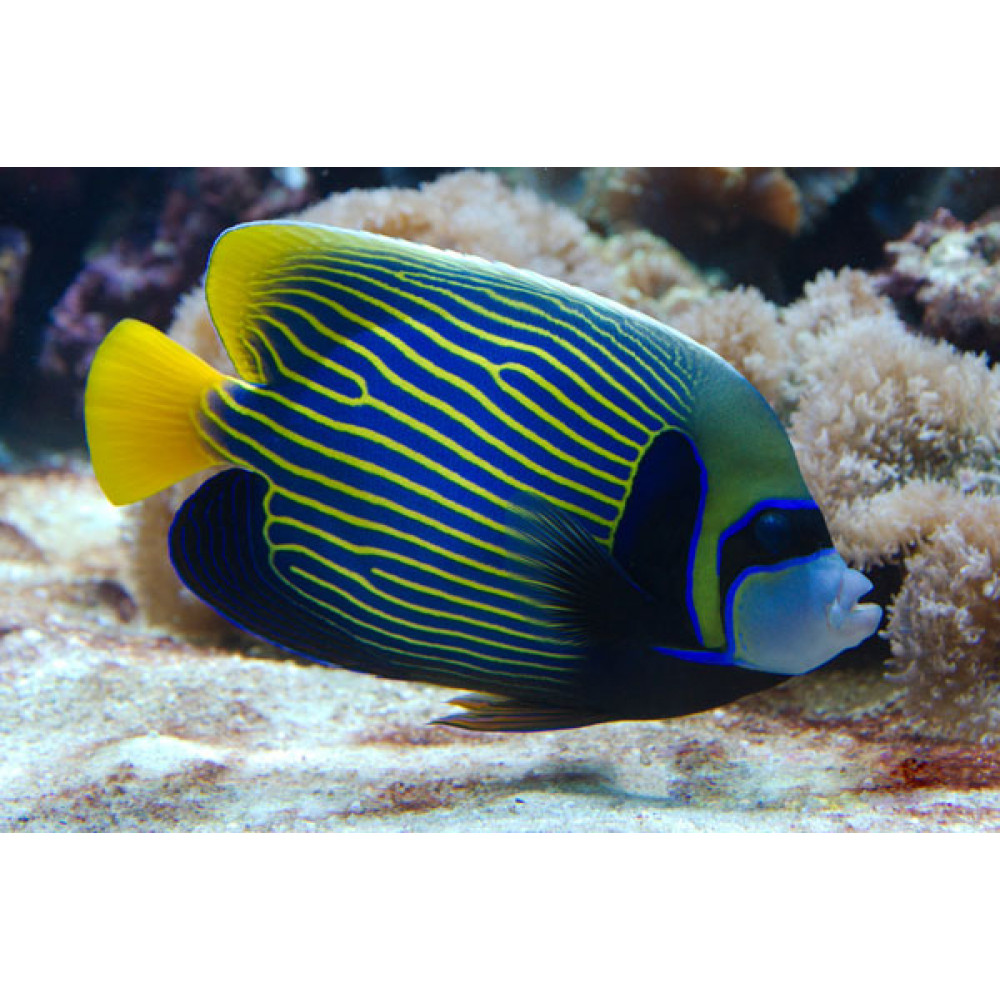 Emperor Angelfish (Pomacanthus Imperator)