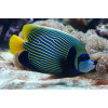 Emperor Angelfish (Pomacanthus Imperator)