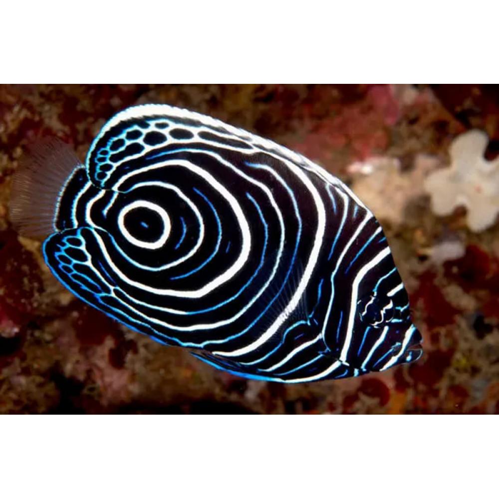 Emperor Angelfish (Pomacanthus Imperator) Juvenile