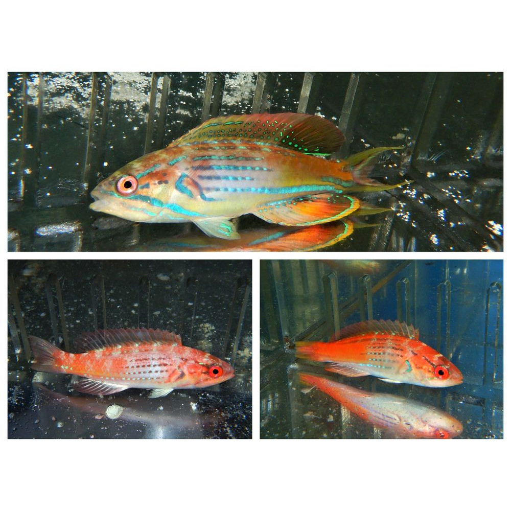 MADAGASCAR FLASHER WRASSE TRIO 1 SUPER MALE 2 FEMALE