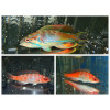 MADAGASCAR FLASHER WRASSE TRIO 1 SUPER MALE 2 FEMALE