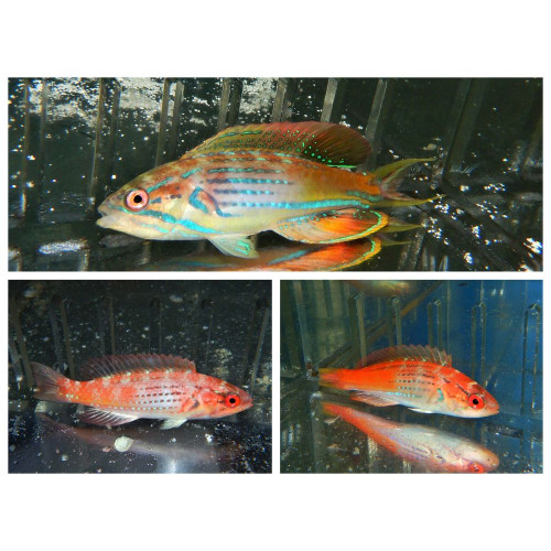 MADAGASCAR FLASHER WRASSE TRIO 1 SUPER MALE 2 FEMALE