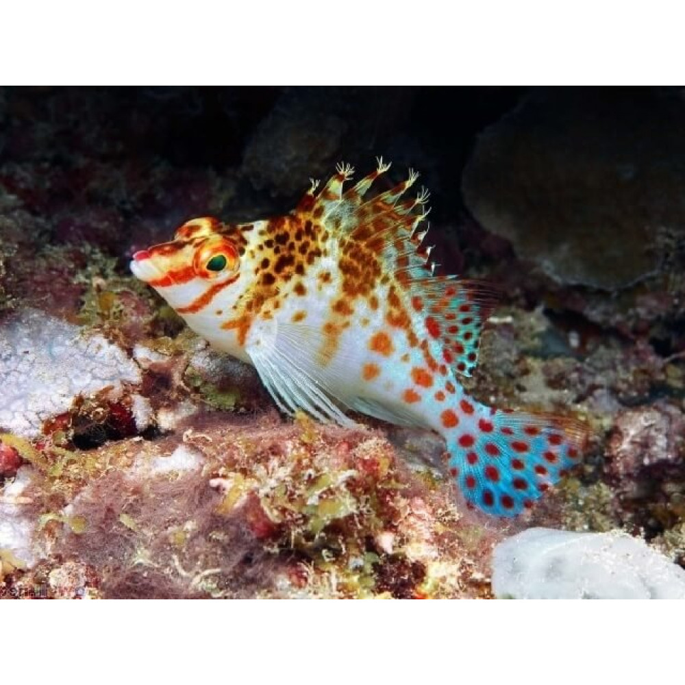 Falco Hawkfish (Cirrhitichthys Falco)