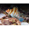 Falco Hawkfish (Cirrhitichthys Falco)