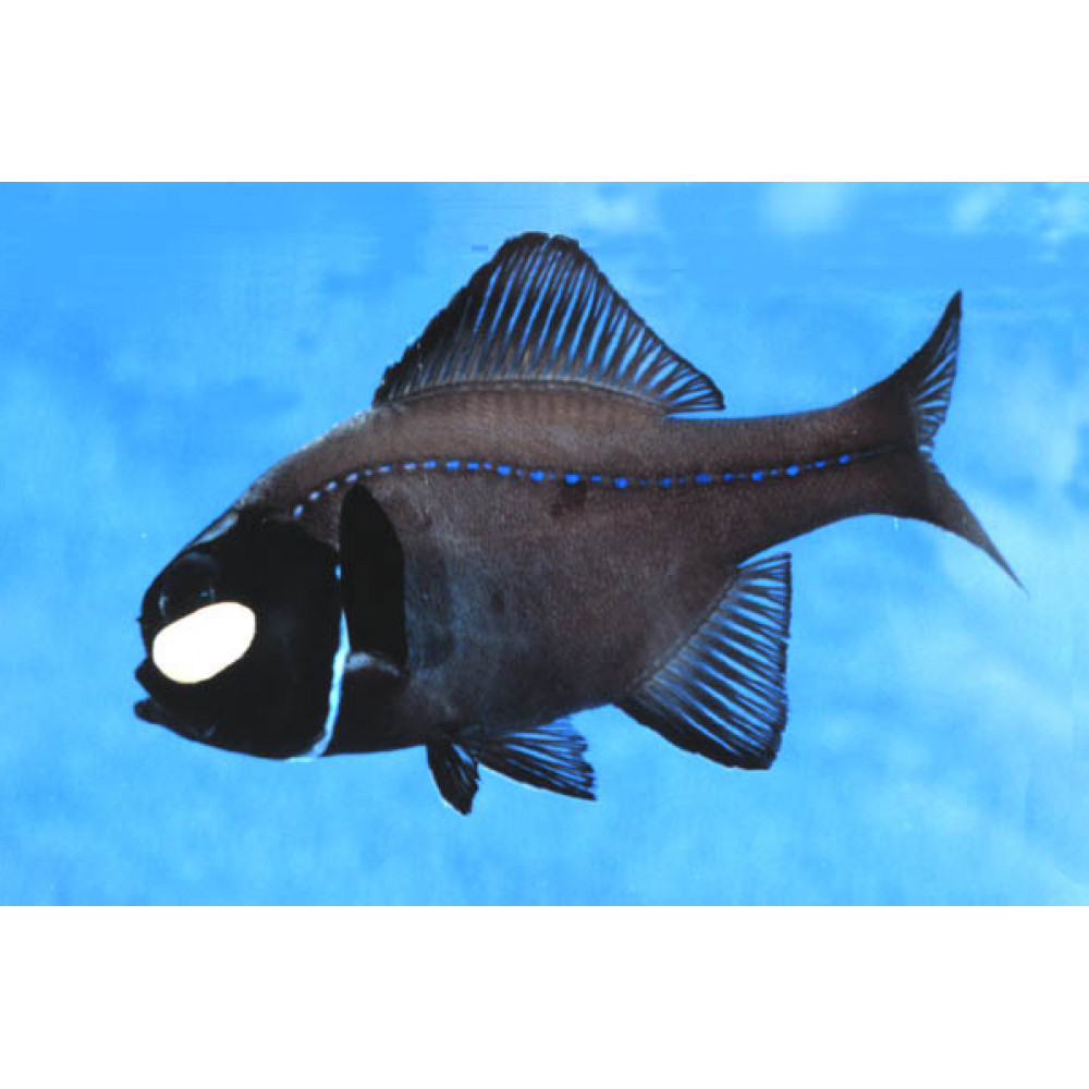 Flashlight Fish (Anomalops Katoptron)