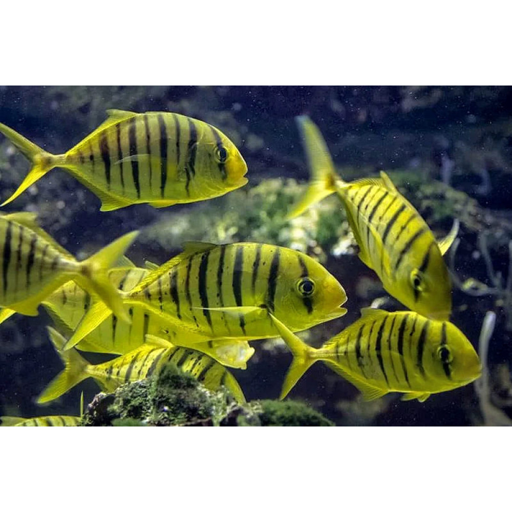 Golden Trevally (Gnathanodon Speciosus)