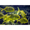 Golden Trevally (Gnathanodon Speciosus)