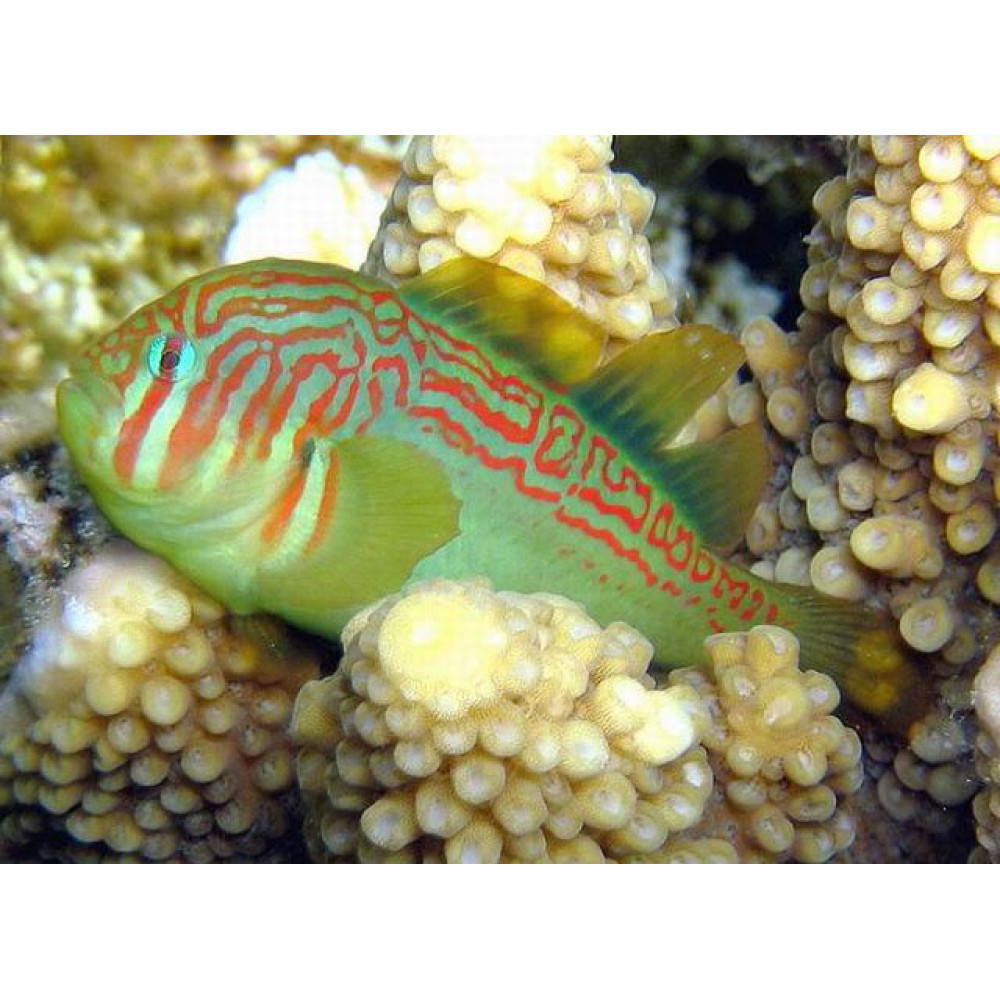 Green War Paint Clown Goby (Gobiodon Atrangulatus)