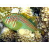Green War Paint Clown Goby (Gobiodon Atrangulatus)