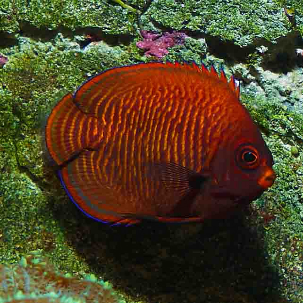 Golden Angelfish (Centropyge Aurantia) Bali Aquarich