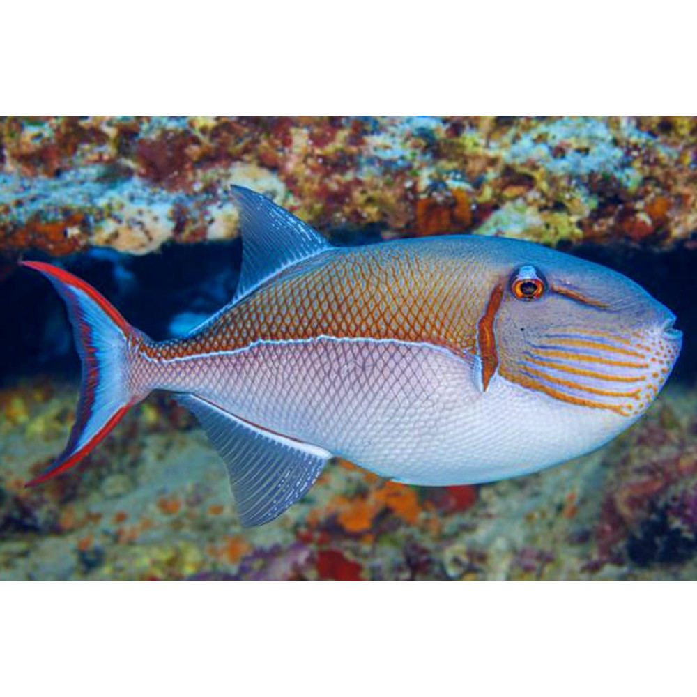 Goldenback Triggerfish (Xanthichthys Caeruleolineatus)