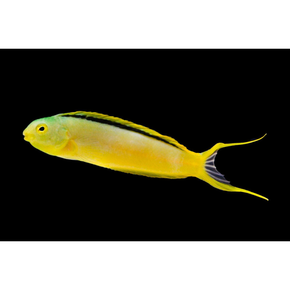 Green Canary Blenny (Meiacanthus Tongaensis)