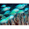 Green Reef Chromis (Chromis Viridis)