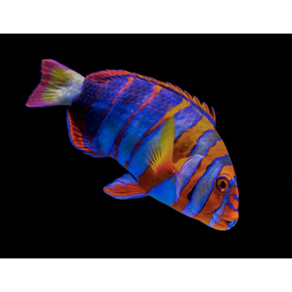 HARLEQUIN TUSKFISH AUSSIE (CHOERODON FASCIATUS)