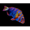 HARLEQUIN TUSKFISH AUSSIE (CHOERODON FASCIATUS)