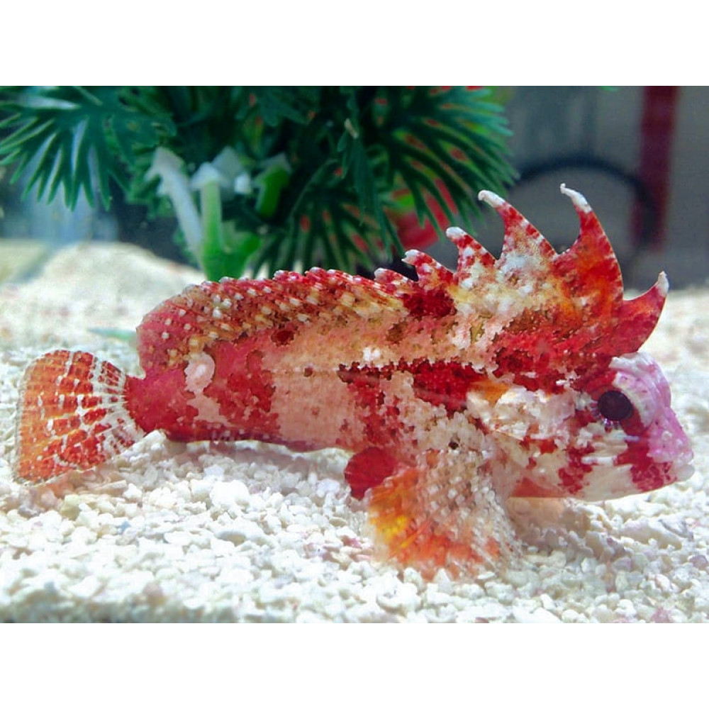 Bandtail Waspfish (Paracentropogon Zonatus)