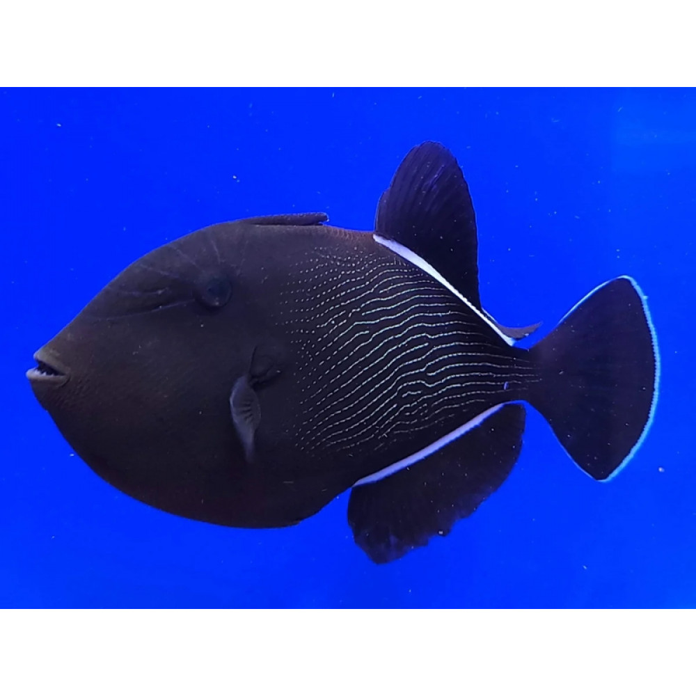 Indian Black Triggerfish (Melichthys Indicus)