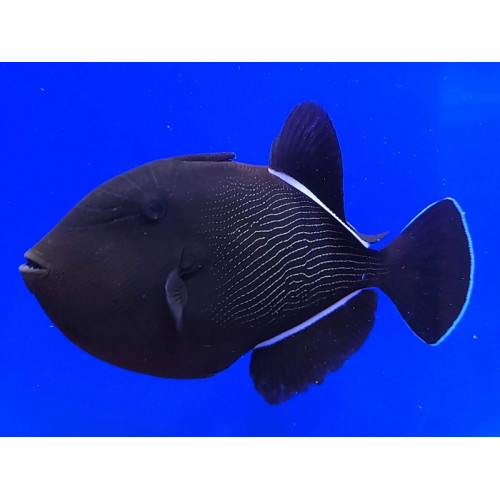 Indian Black Triggerfish (Melichthys Indicus)