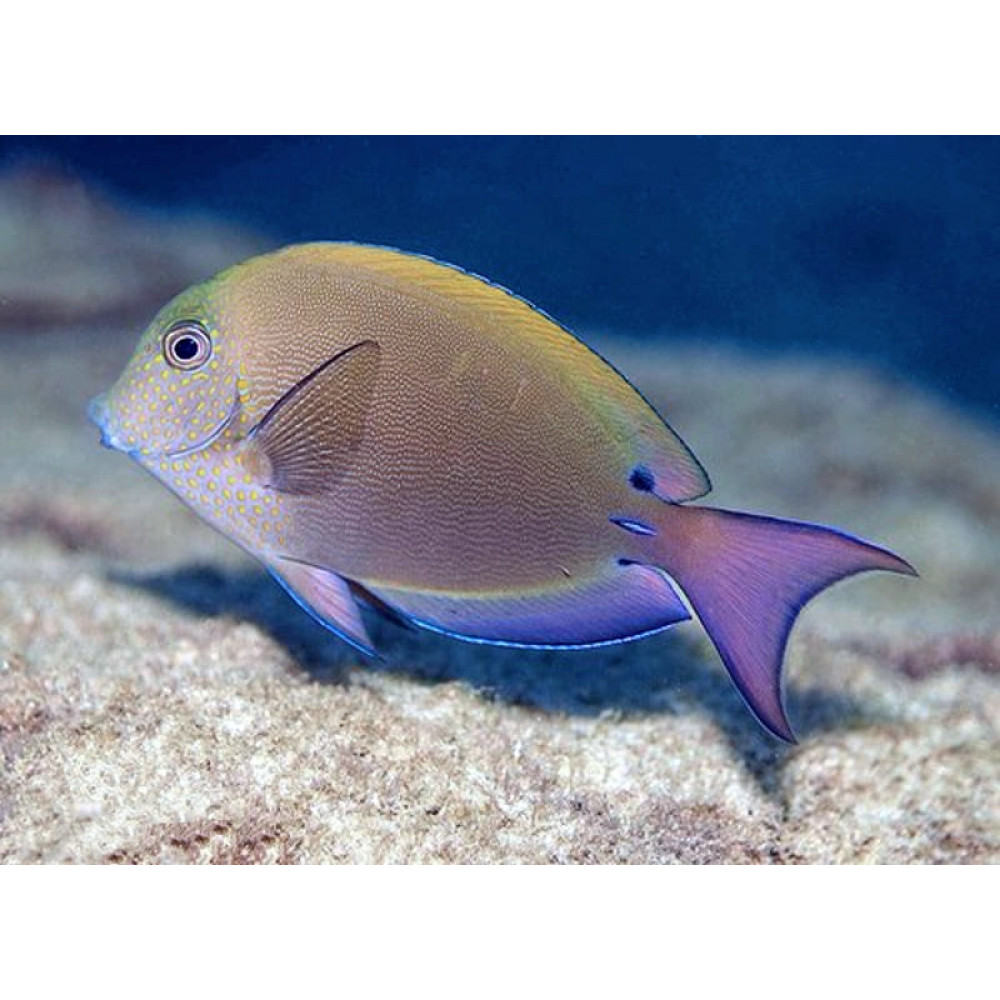 Lavender Tang (Acanthurus Nigrofuscus)
