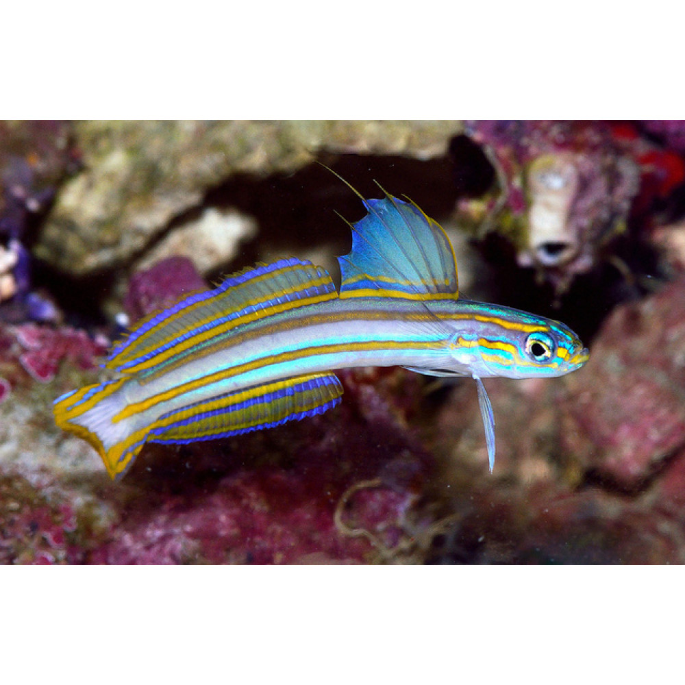 Lined Dartfish (Ptereleotris Grammica) 