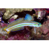 Lined Dartfish (Ptereleotris Grammica)