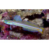 Lined Dartfish (Ptereleotris Grammica)