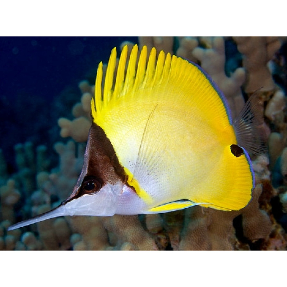 Yellow Longnose Butterflyfish (Forcipiger Flavissimus)