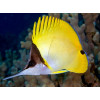Yellow Longnose Butterflyfish (Forcipiger Flavissimus)