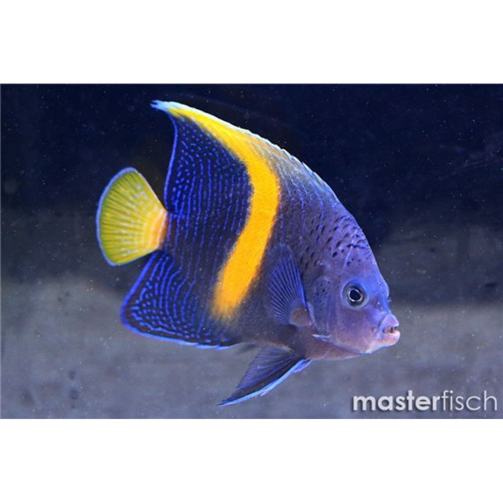 Maculosus Angelfish (Pomacanthus Maculosus)