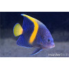 Maculosus Angelfish (Pomacanthus Maculosus)