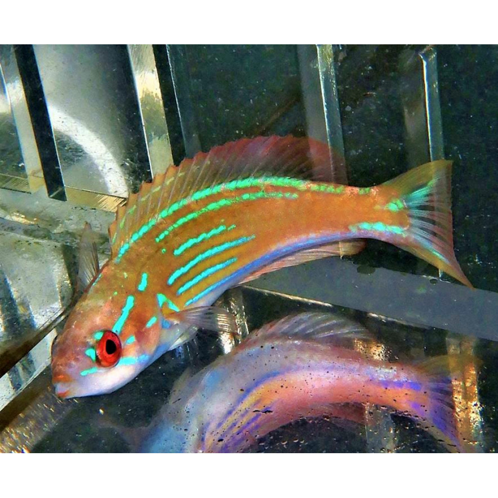 Madagascar Flasher Wrasse (Paracheilinus Hemitaeniatus) Female