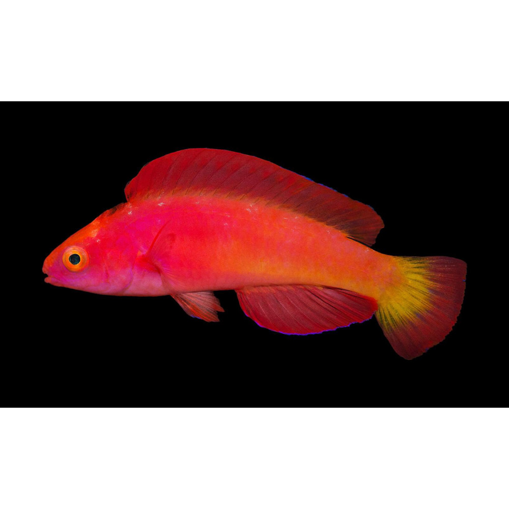 Magma Fairy Wrasse (Cirrhilabrus Shutmani)
