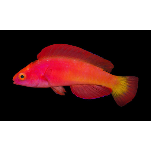 Magma Fairy Wrasse (Cirrhilabrus Shutmani)