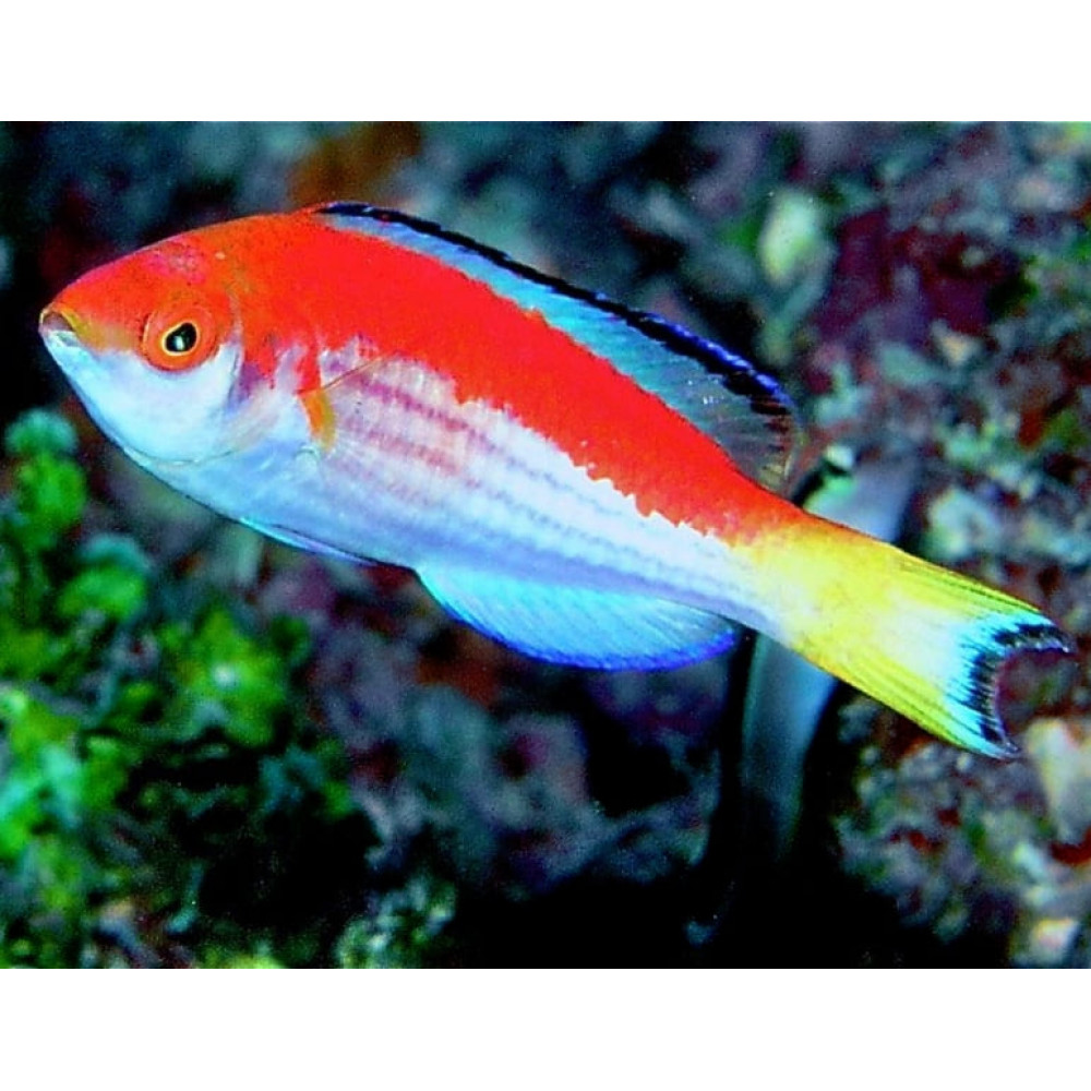 Marjorie Fairy Wrasse (Cirrhilaburs Marjorie) Male