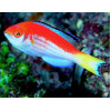 Marjorie Fairy Wrasse (Cirrhilaburs Marjorie) Male