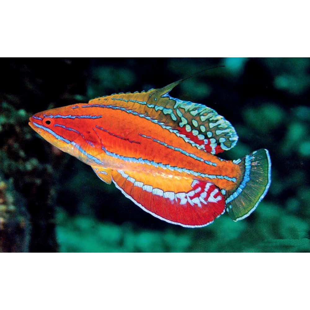 McCosker's Flasher Wrasse (Paracheilinus Mccoskeri) 