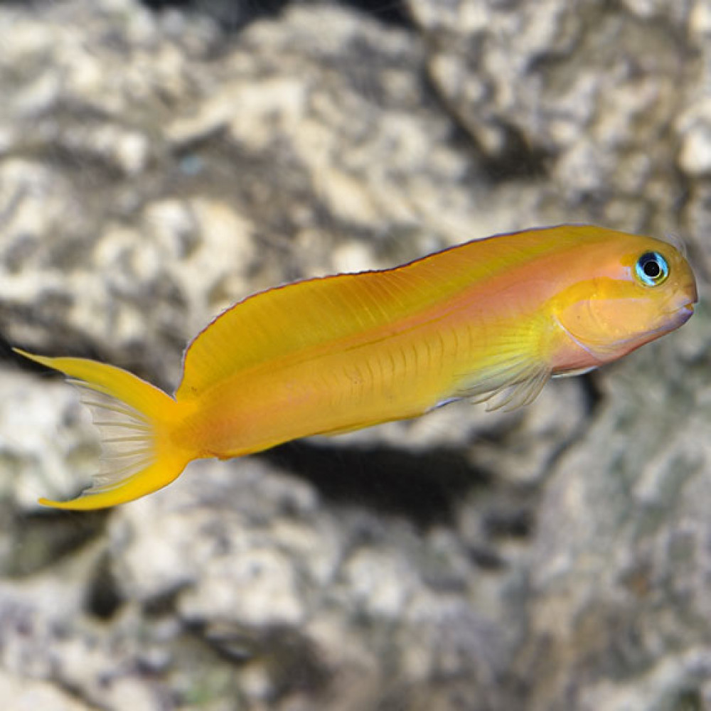 Midas Blenny (Ecsenius Midas)