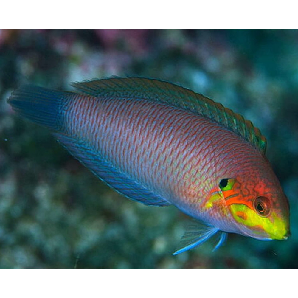 Moyeri Leopard Wrasse (Macropharyngodon Moyeri)