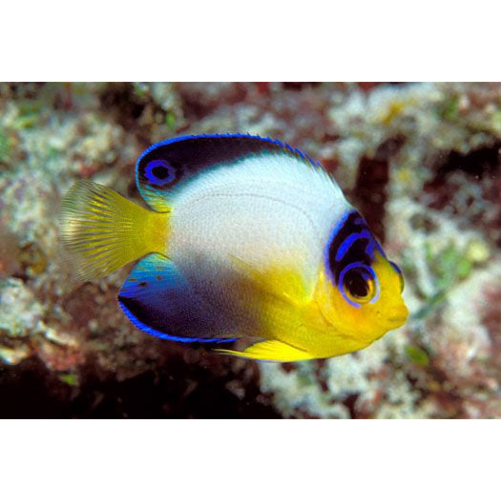 Multicolor Angel (Centropyge Multicolor)