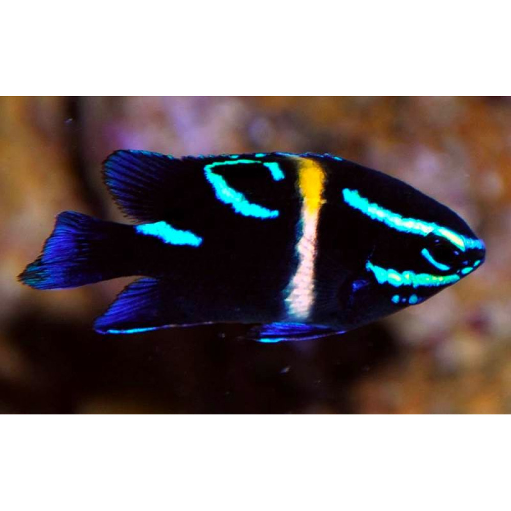 Neon Velvet Damsel (Paraglyphidodon Oxyodon)