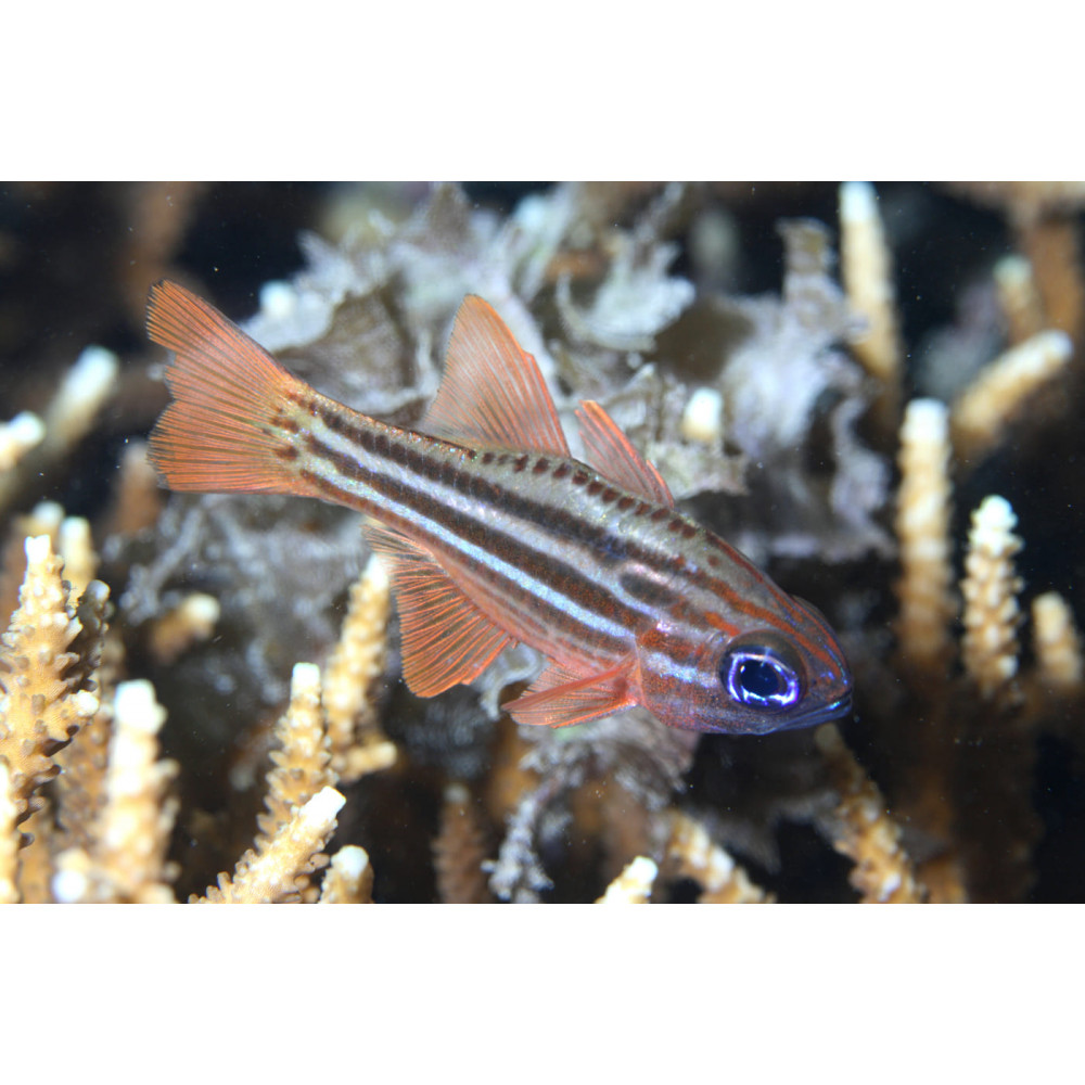 Ochrestriped Cardinalfish (Ostorhinchus Compressus)