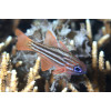 Ochrestriped Cardinalfish (Ostorhinchus Compressus)