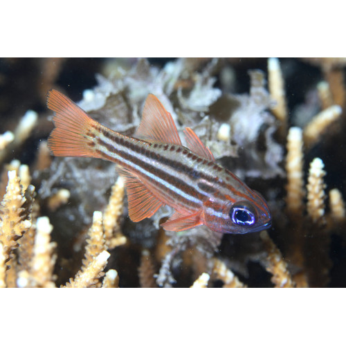 Ochrestriped Cardinalfish (Ostorhinchus Compressus)