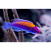 Orange Back Fairy Wrasse (Cirrhilabrus Aurantidorsalis)