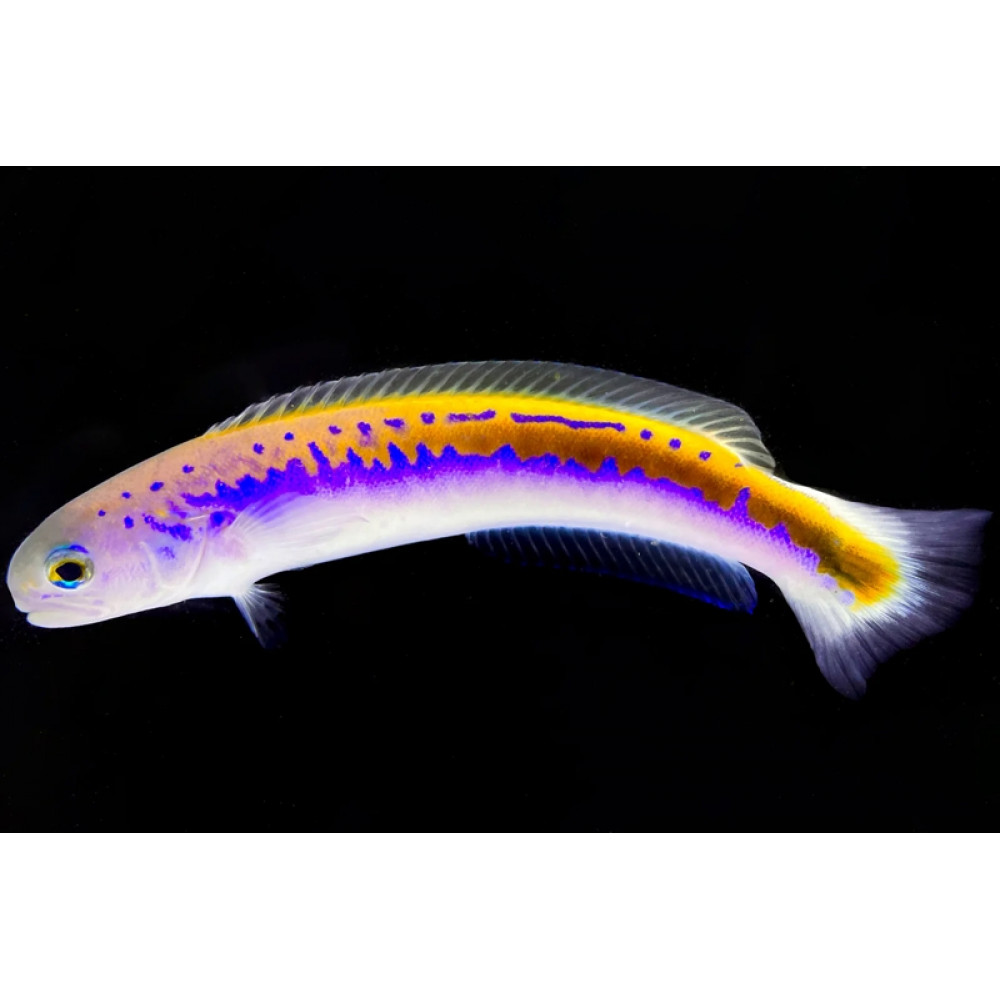 Oreni Tilefish (Hoplolatilus Oreni) 