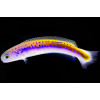 Oreni Tilefish (Hoplolatilus Oreni)