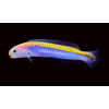 Oreni Tilefish (Hoplolatilus Oreni)
