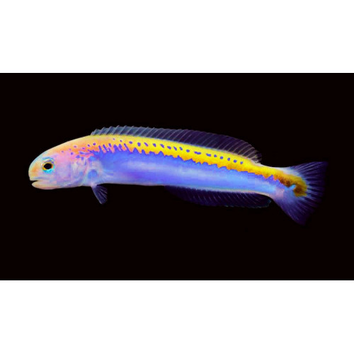 Oreni Tilefish (Hoplolatilus Oreni)