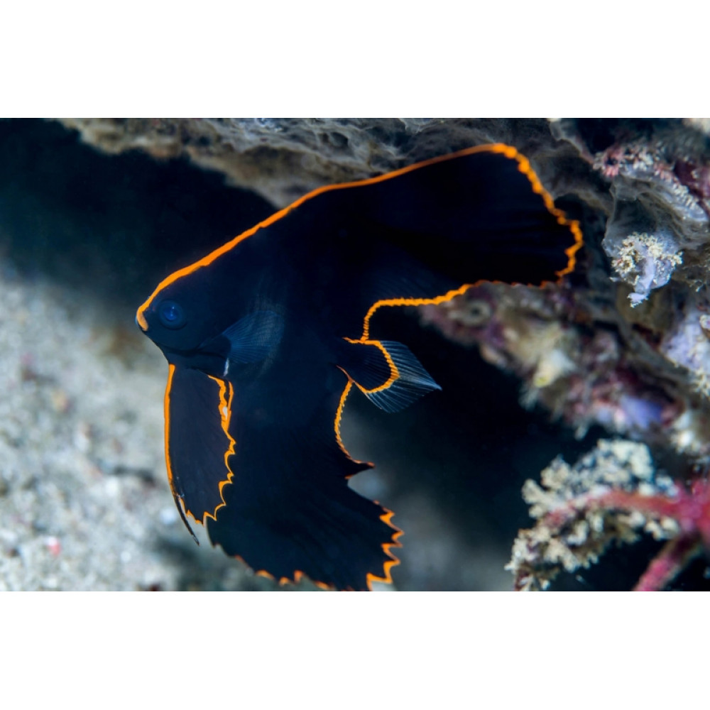 Pinnate Batfish (Platax Pinnatus) Bali Aquarich
