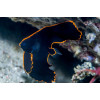 Pinnate Batfish (Platax Pinnatus)